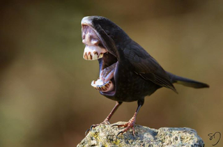 Illustration for article titled Full-On Nightmare Fuel: Birds With Giant Mouths Instead Of Beaks